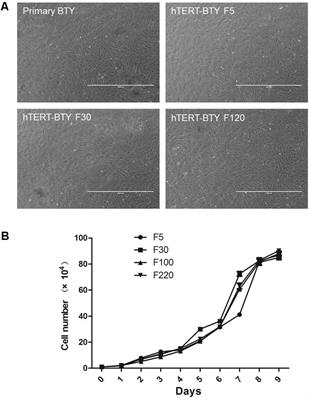 Establishment and Evaluation of a Stable Bovine Thyroid Cell Line for Investigating Foot-and-Mouth Disease Virus